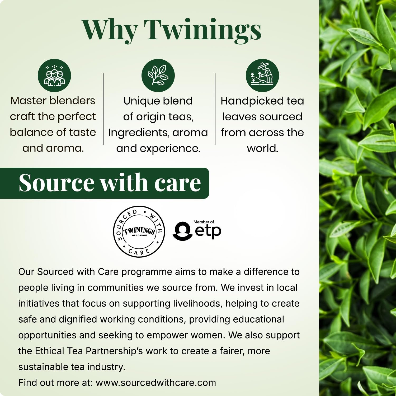 Green Tea & Earl Grey, 25 Tea Bags| Pack of 1| Perfectly Balanced & Refreshing Taste| With Light, Citrusy Flavour of Bermagot| Low Calorie| Handpicked Green Tea Leaves| Enjoy a Hot Cup of Tea - Image 4