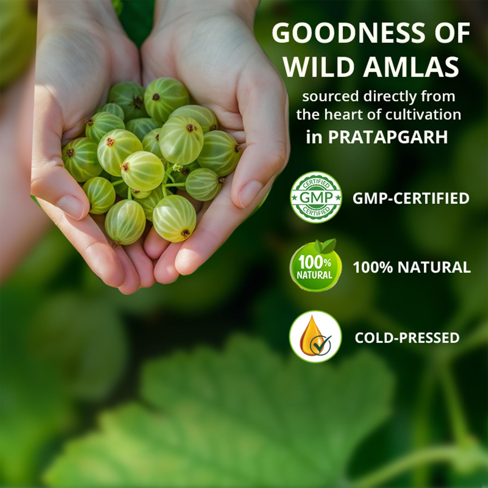 Ayurvedic Tangy Amla Juice - 1L | 100% Cold Pressed Wild Amlas Rich In Vitamin C Sourced from Pratapgarh | Farm to Bottle in 12 Hours | 75 Pure Amlas for Hair Growth & Detoxification - Image 3