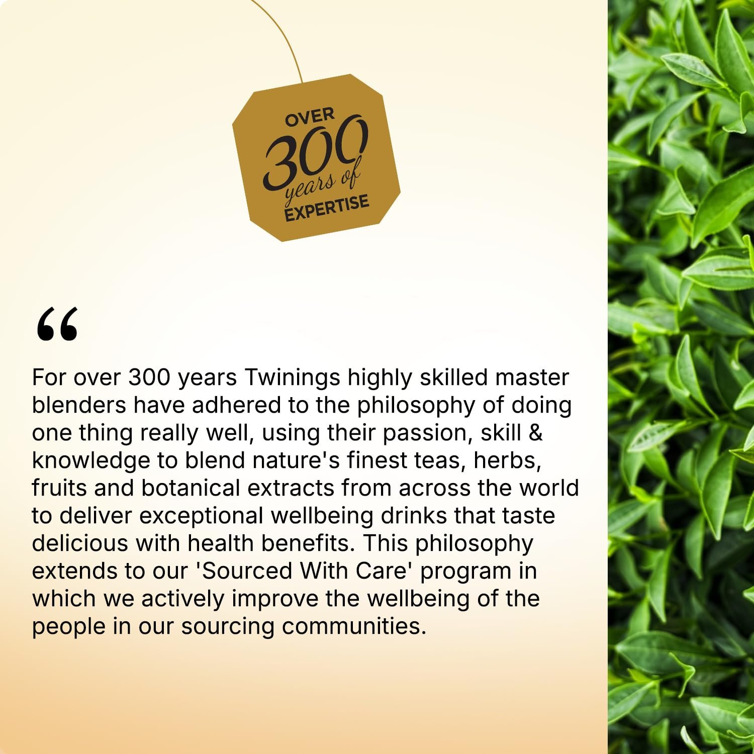 Green Tea Jasmine, 25 Tea Bags| Pack of 1| Perfectly Balanced & Refreshing Taste| Light, Flowery Aroma| Low Calorie| Handpicked Green Tea Leaves| Enjoy a Hot Cup of Tea - Image 8