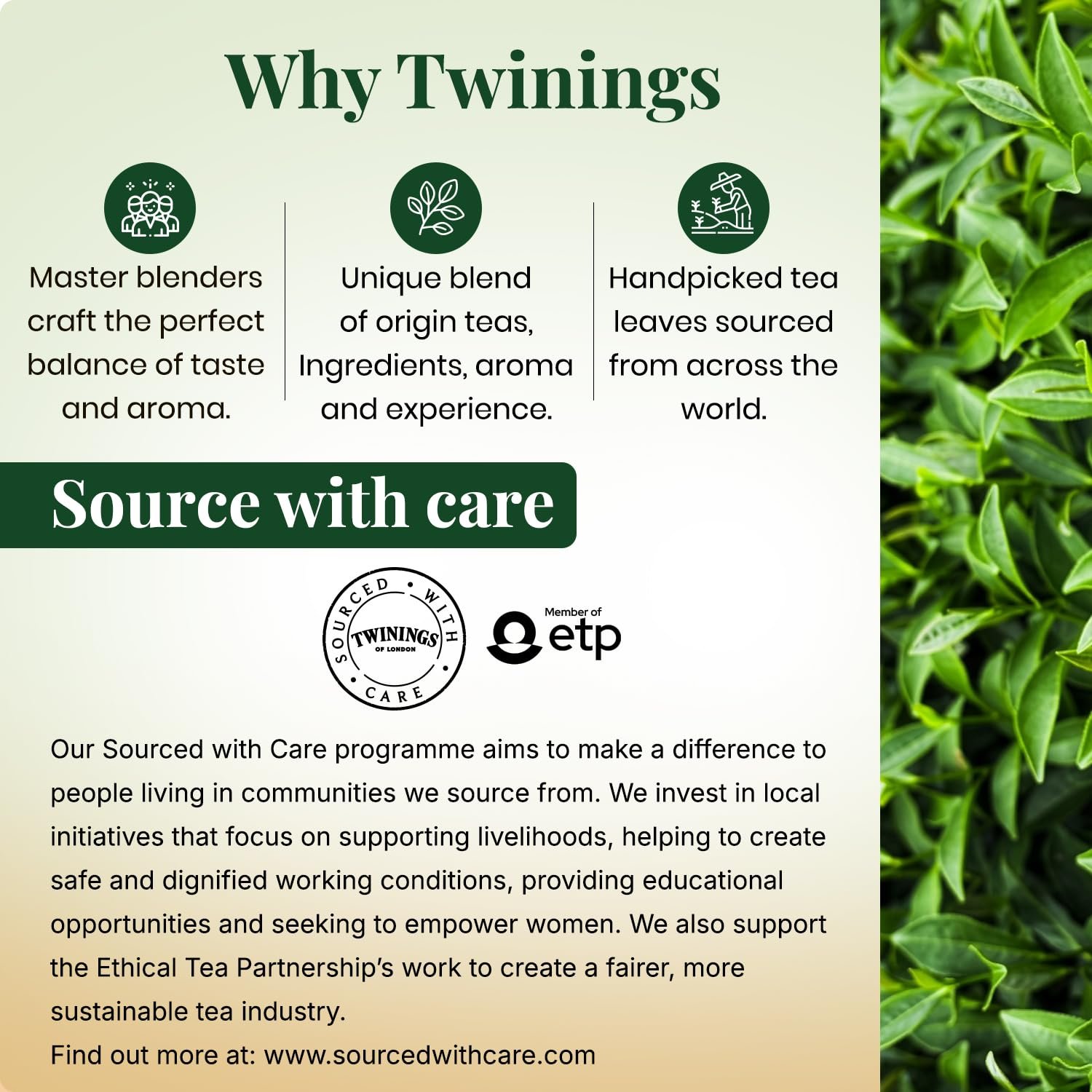 Green Tea Jasmine, 25 Tea Bags| Pack of 1| Perfectly Balanced & Refreshing Taste| Light, Flowery Aroma| Low Calorie| Handpicked Green Tea Leaves| Enjoy a Hot Cup of Tea - Image 4