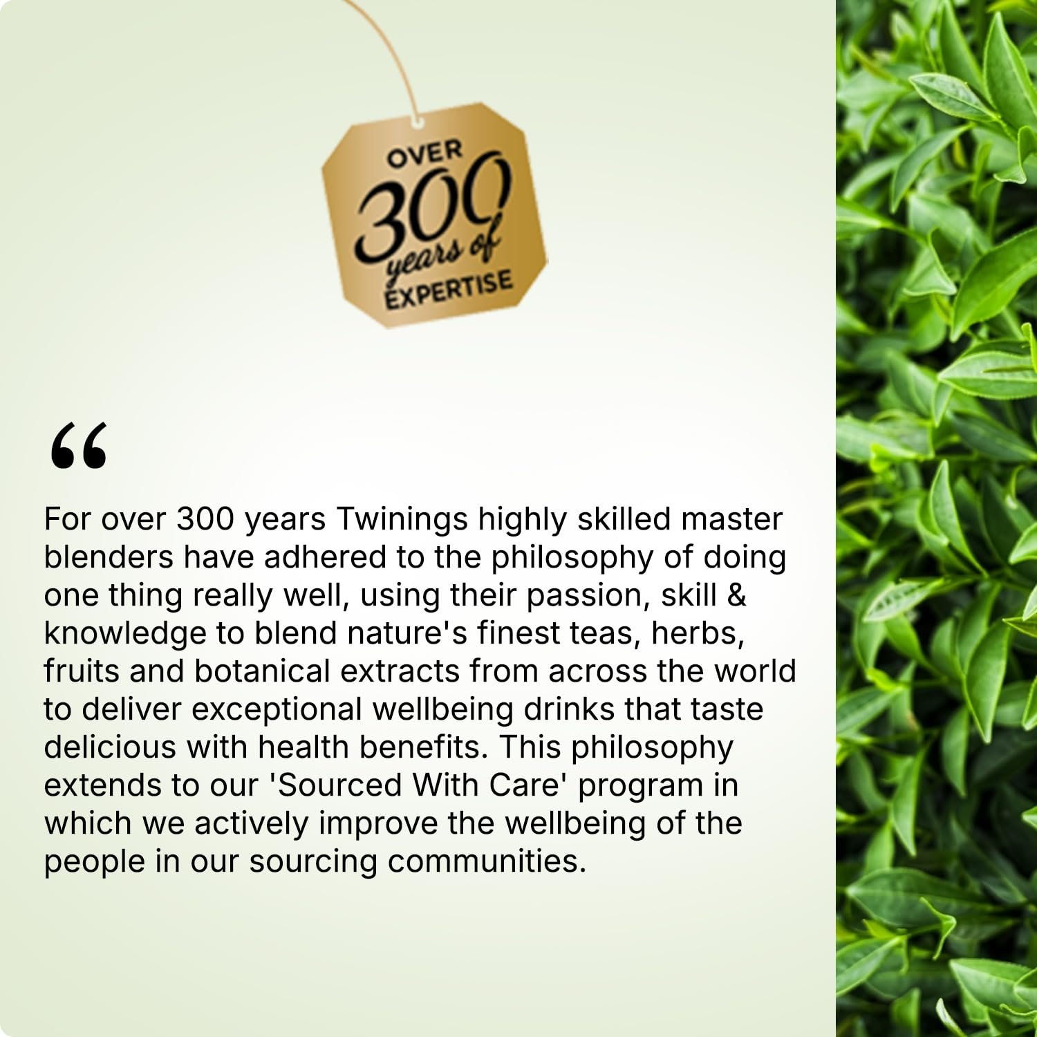 Green Tea & Earl Grey, 25 Tea Bags| Pack of 1| Perfectly Balanced & Refreshing Taste| With Light, Citrusy Flavour of Bermagot| Low Calorie| Handpicked Green Tea Leaves| Enjoy a Hot Cup of Tea - Image 8